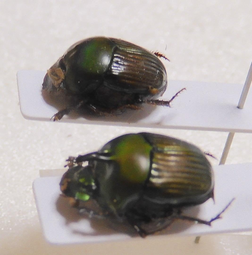 パラグアイ産 エンシフェールニジダイコクコガネ 44mm <0406z